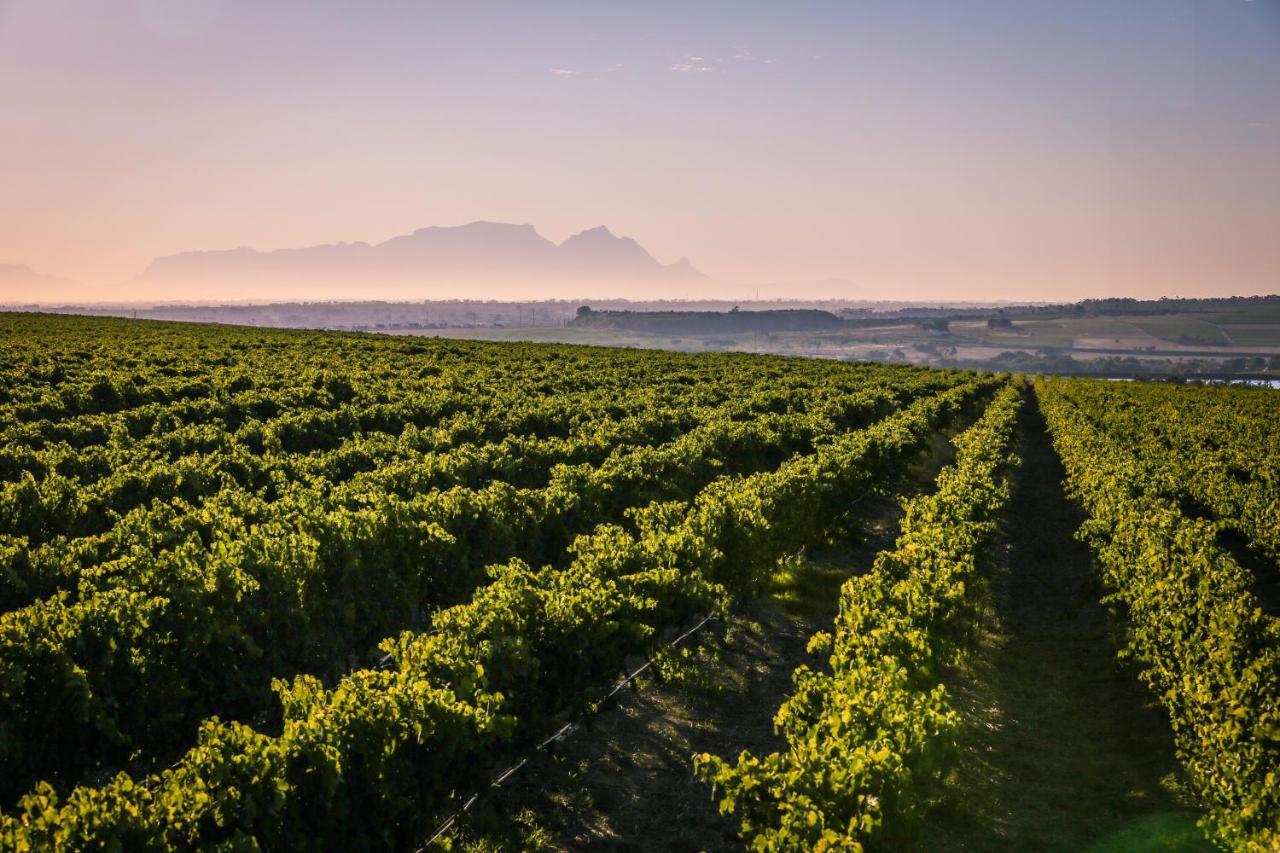 Lyngrove Wines & Guesthouse Stellenbosch Buitenkant foto